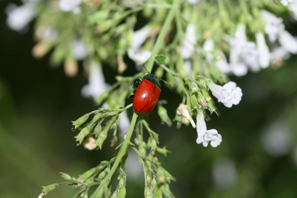 Chrysomelidae: Chrysolina grossa